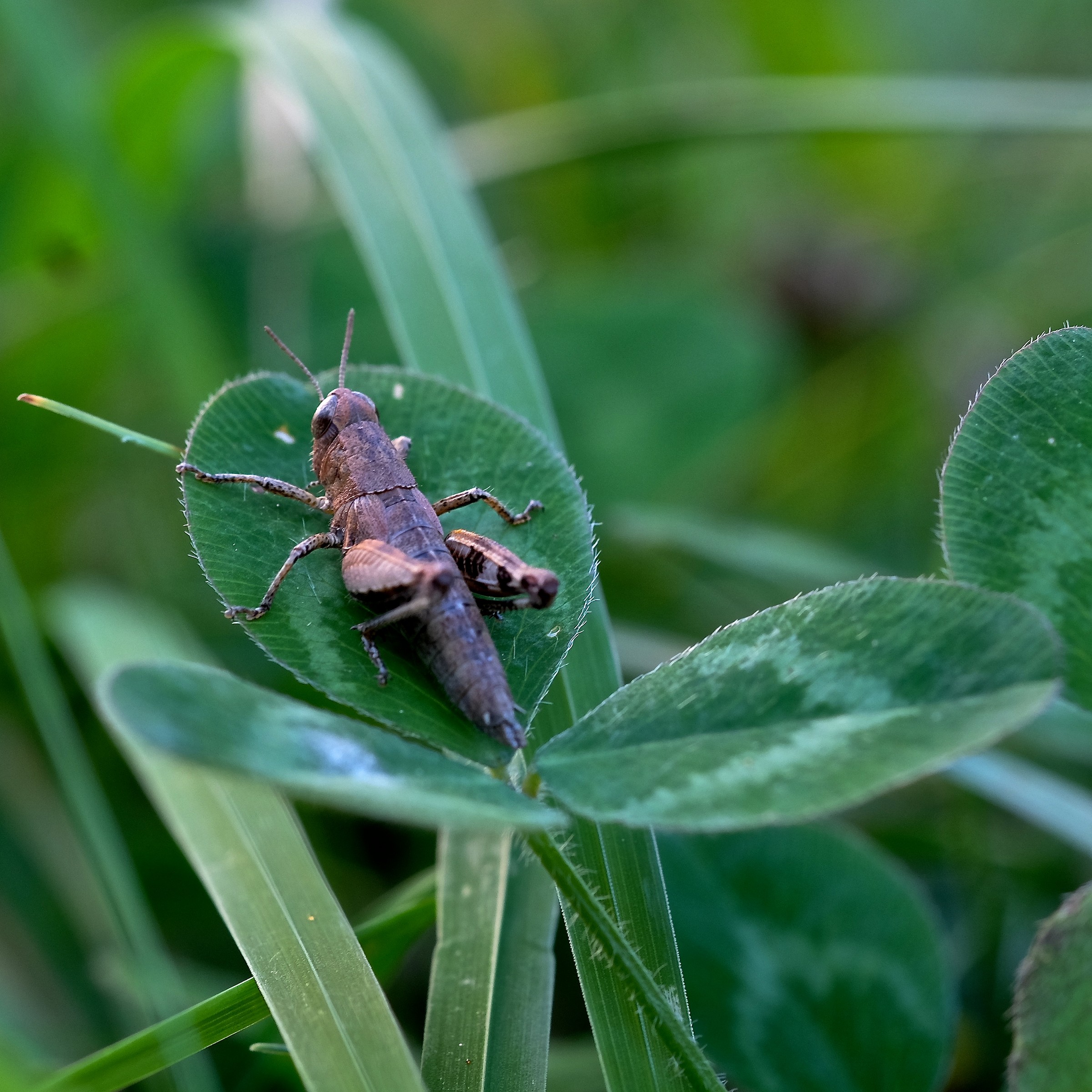 Grasshopper 2