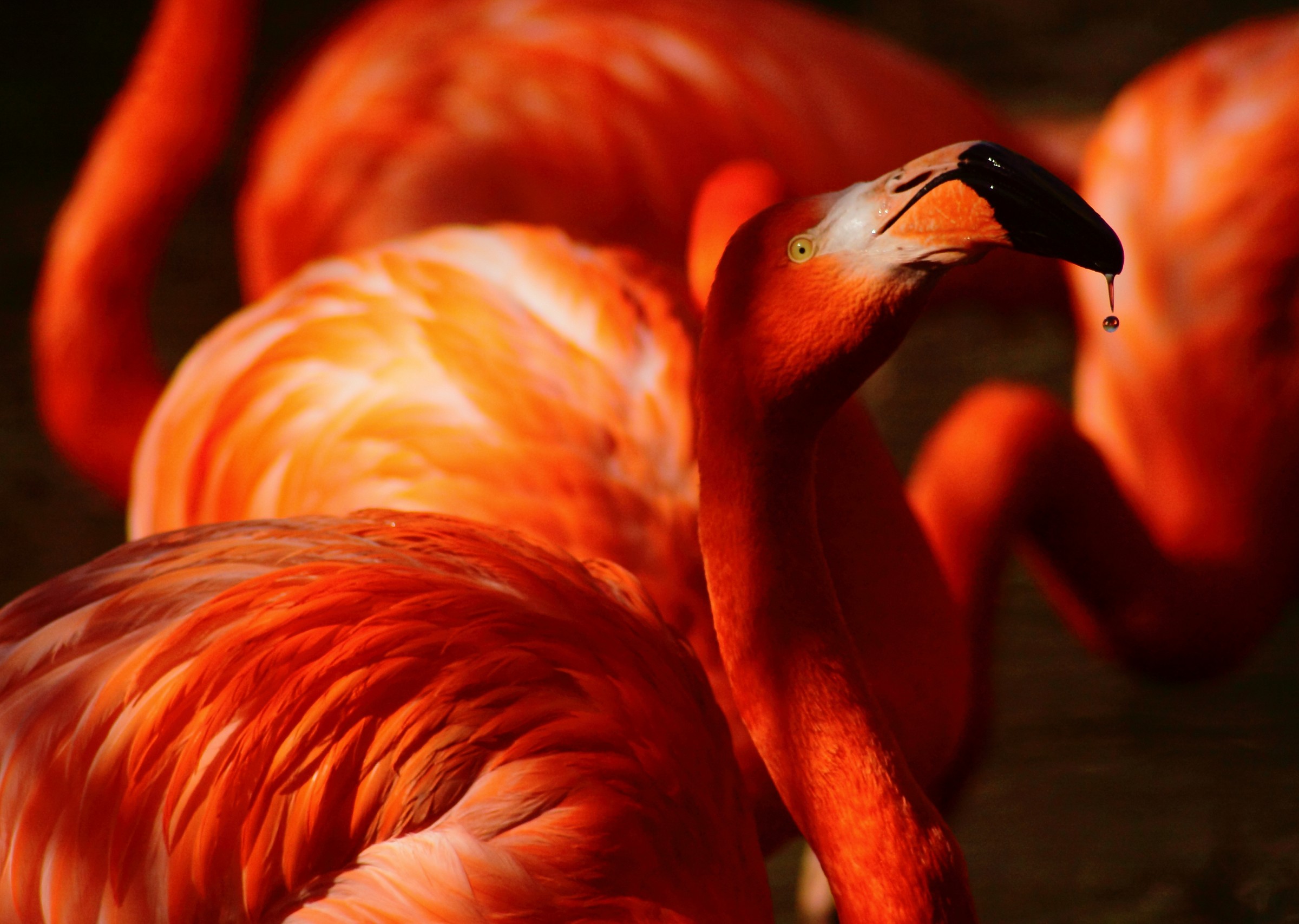 .... Charm orange ...