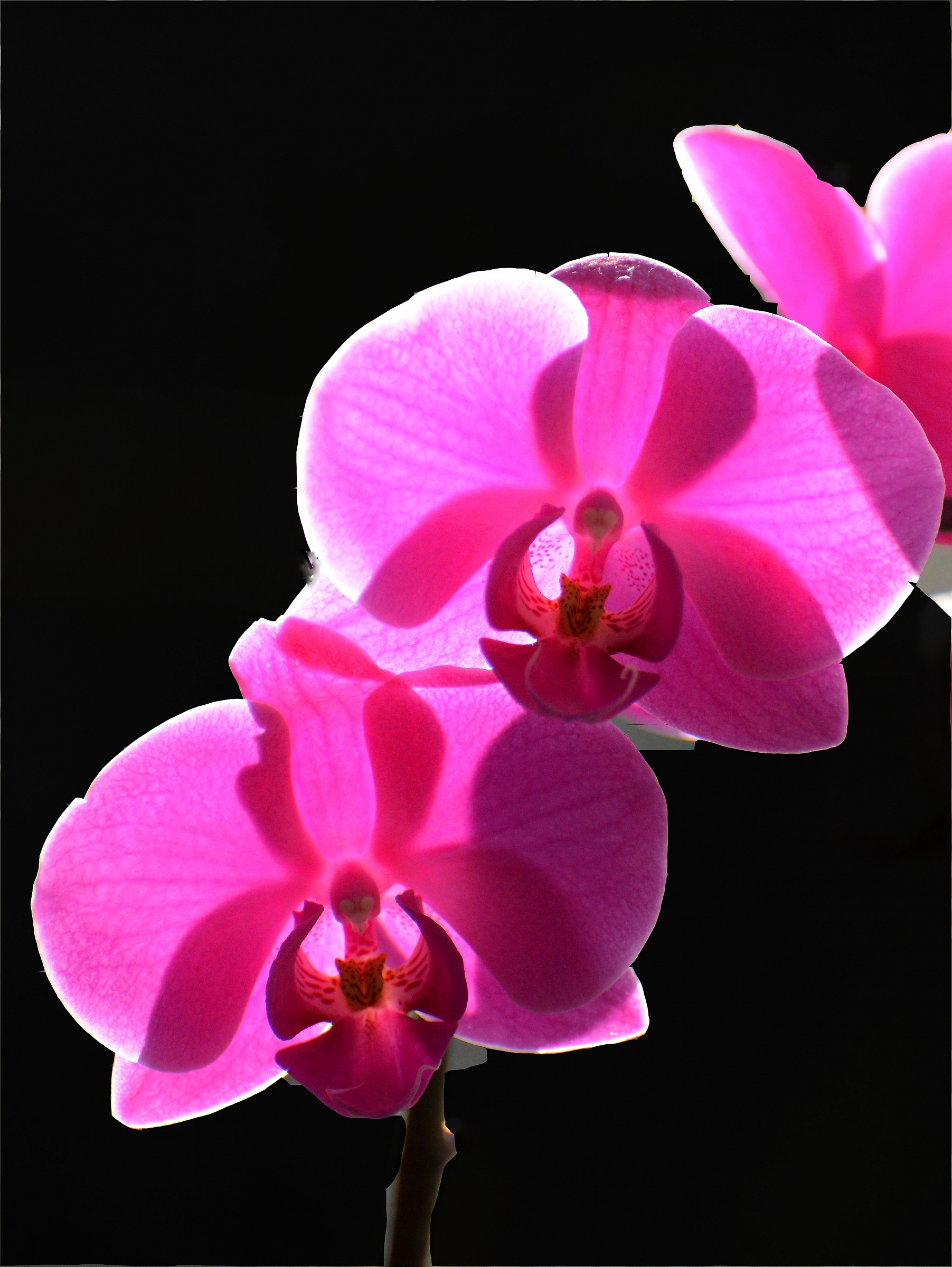 Orchid