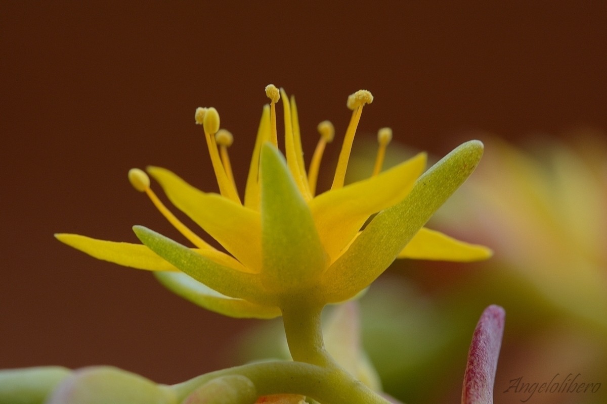 Sedum Giallo