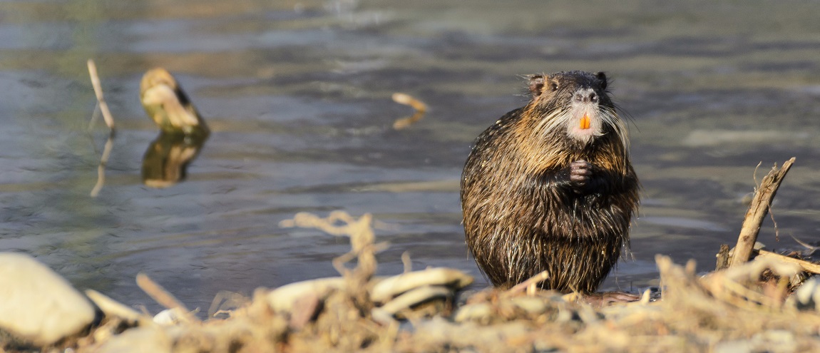 Nutria