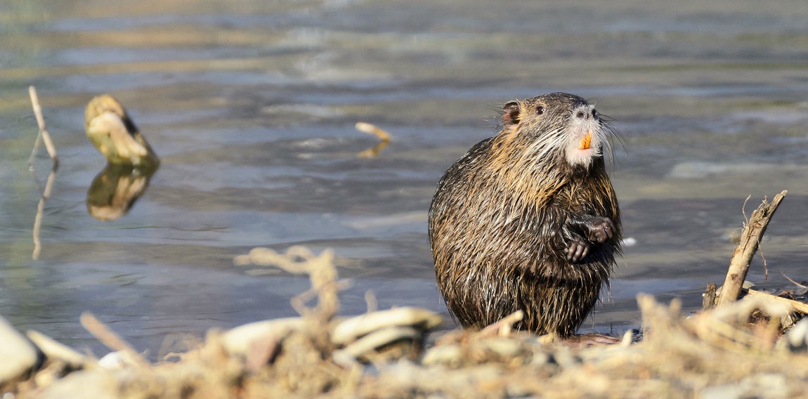 Nutria