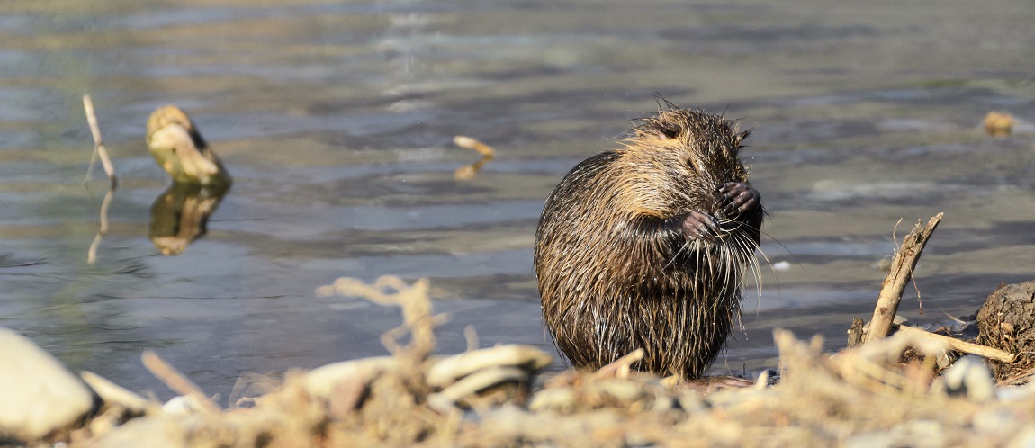 Nutria