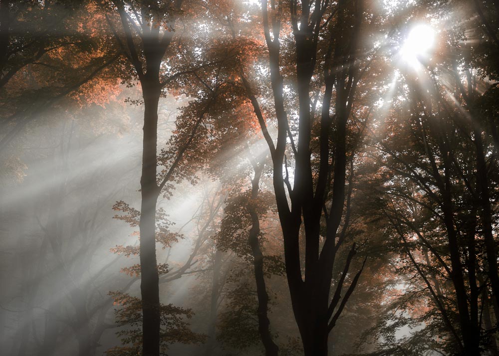 Soriano al Cimino (viterbo),