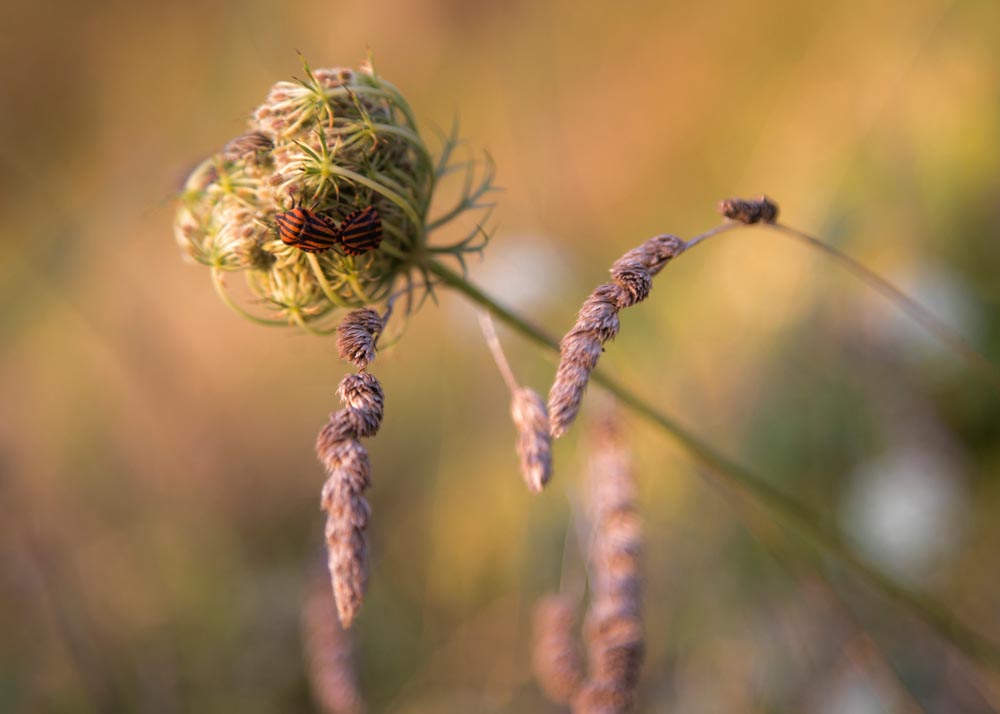 Parco Palmarola (roma),