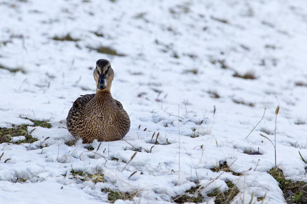 Lago di Misurina (dolomiti),