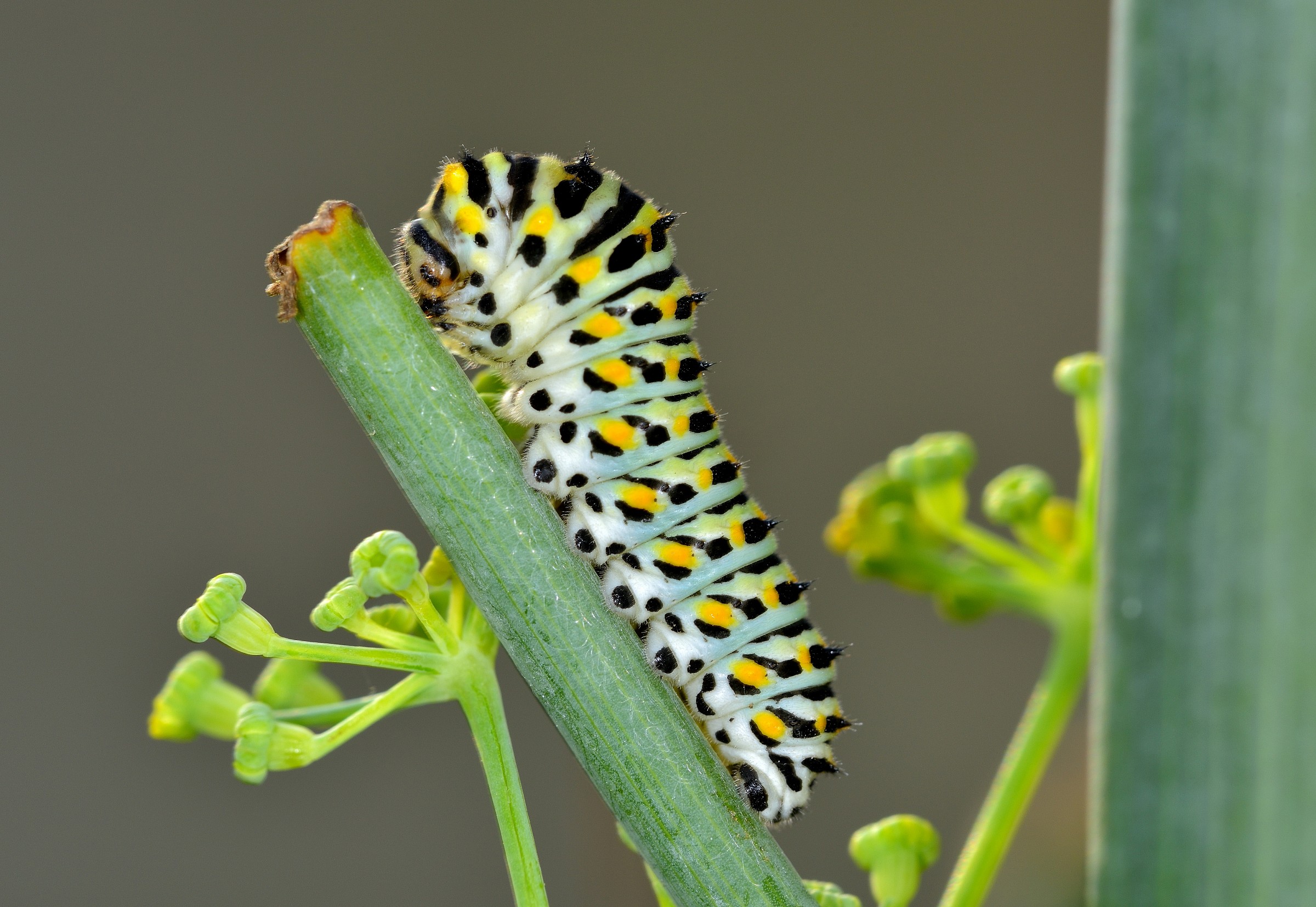 caterpillar