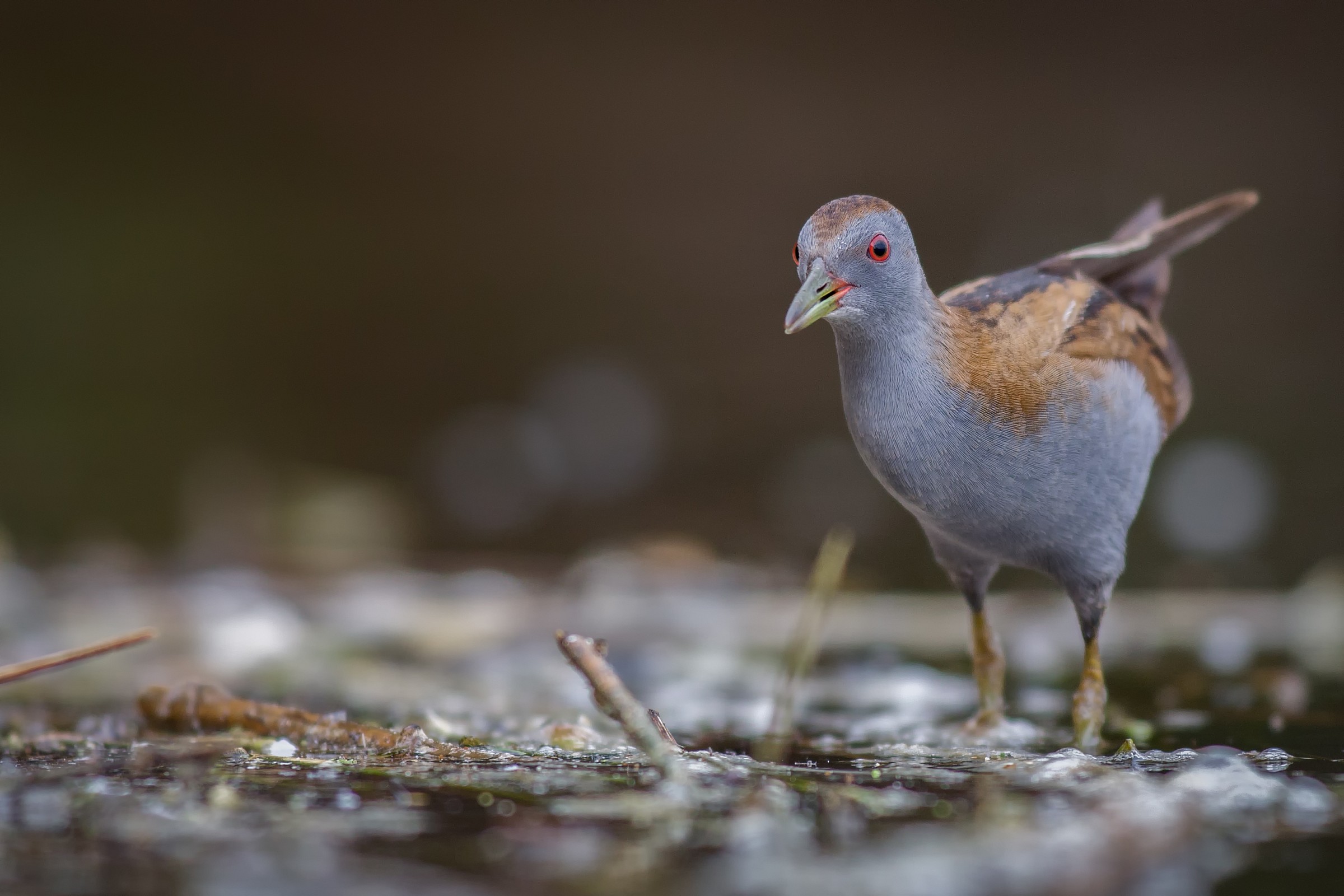 Face to face with Crake