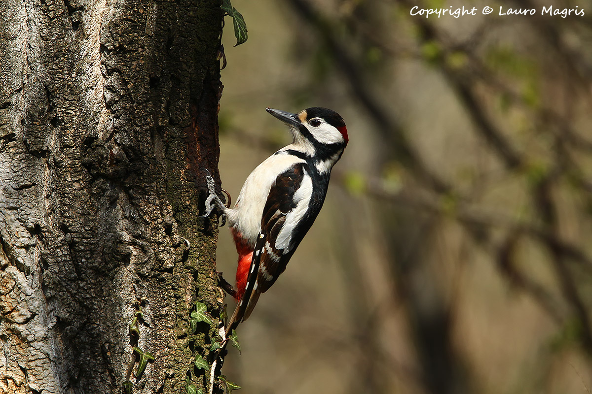 Piccchio rosso maggiore