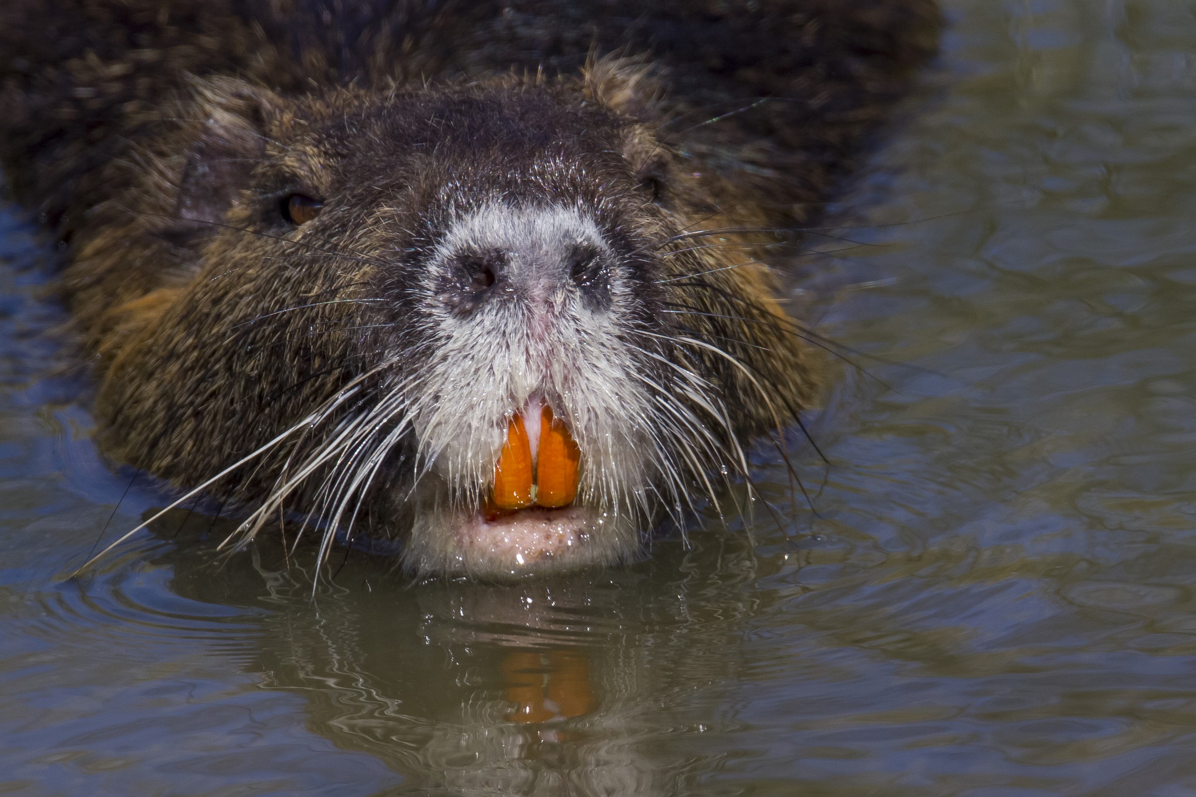 Nutria in health