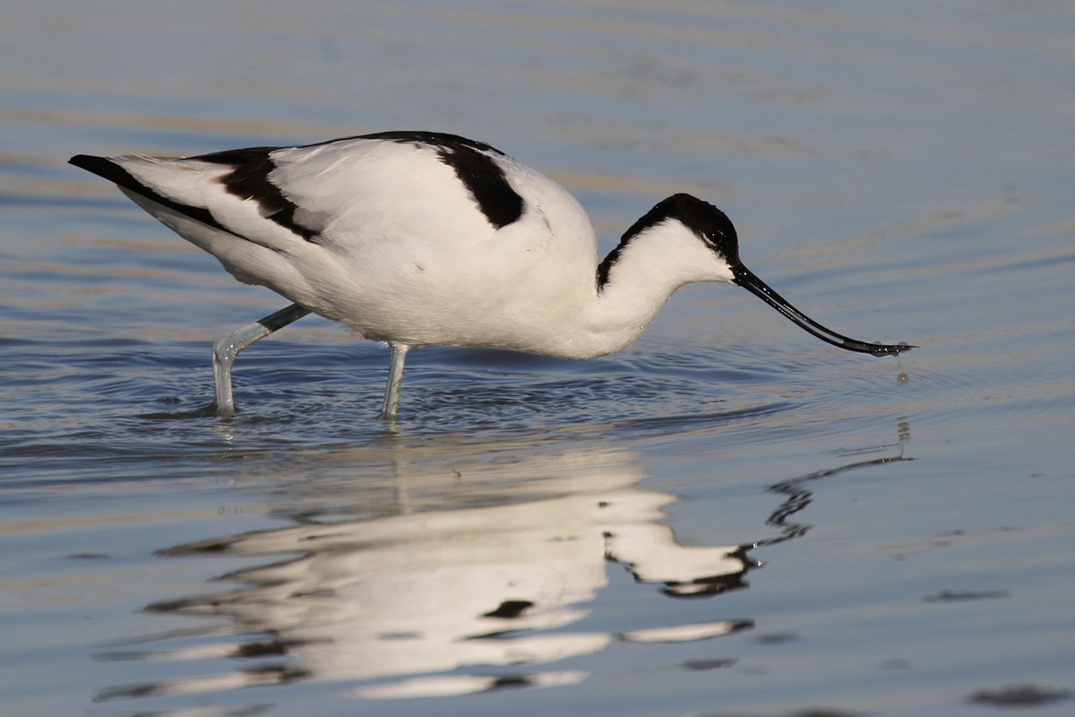 Avocet