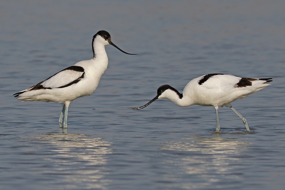 Avocets