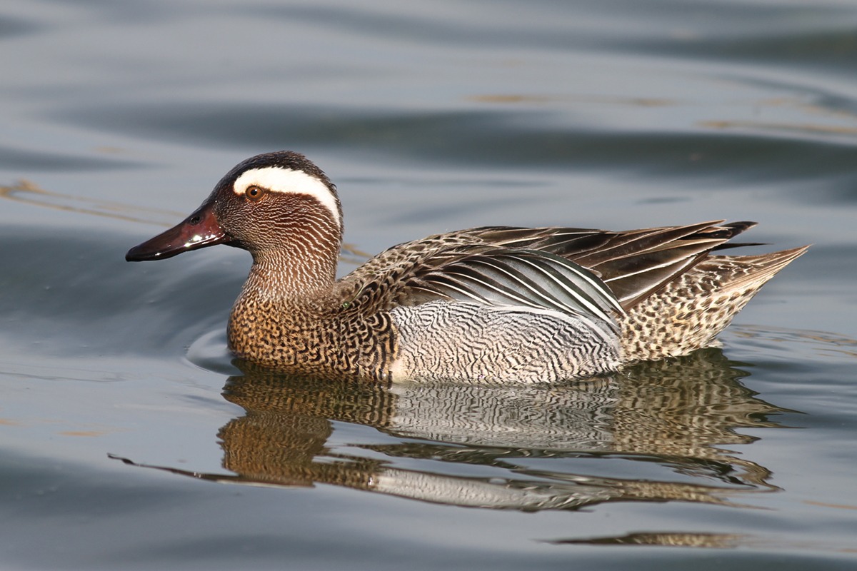 Garganey