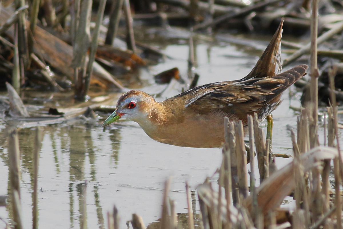 Little Crake