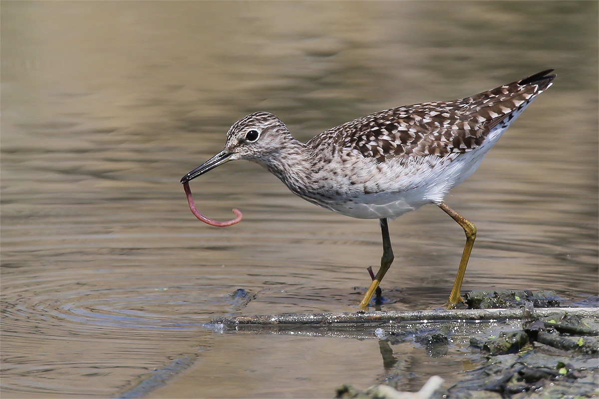 Wood Sandpiper