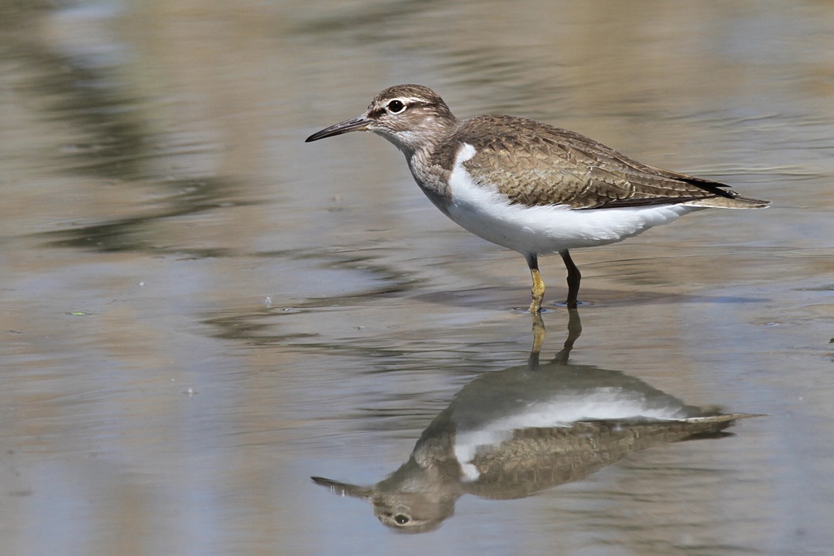 Common Sandpiper