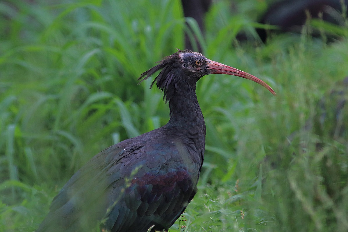 ibis eremita