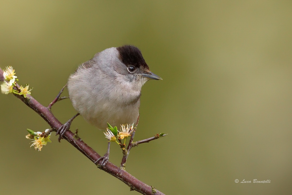 Blackcap.