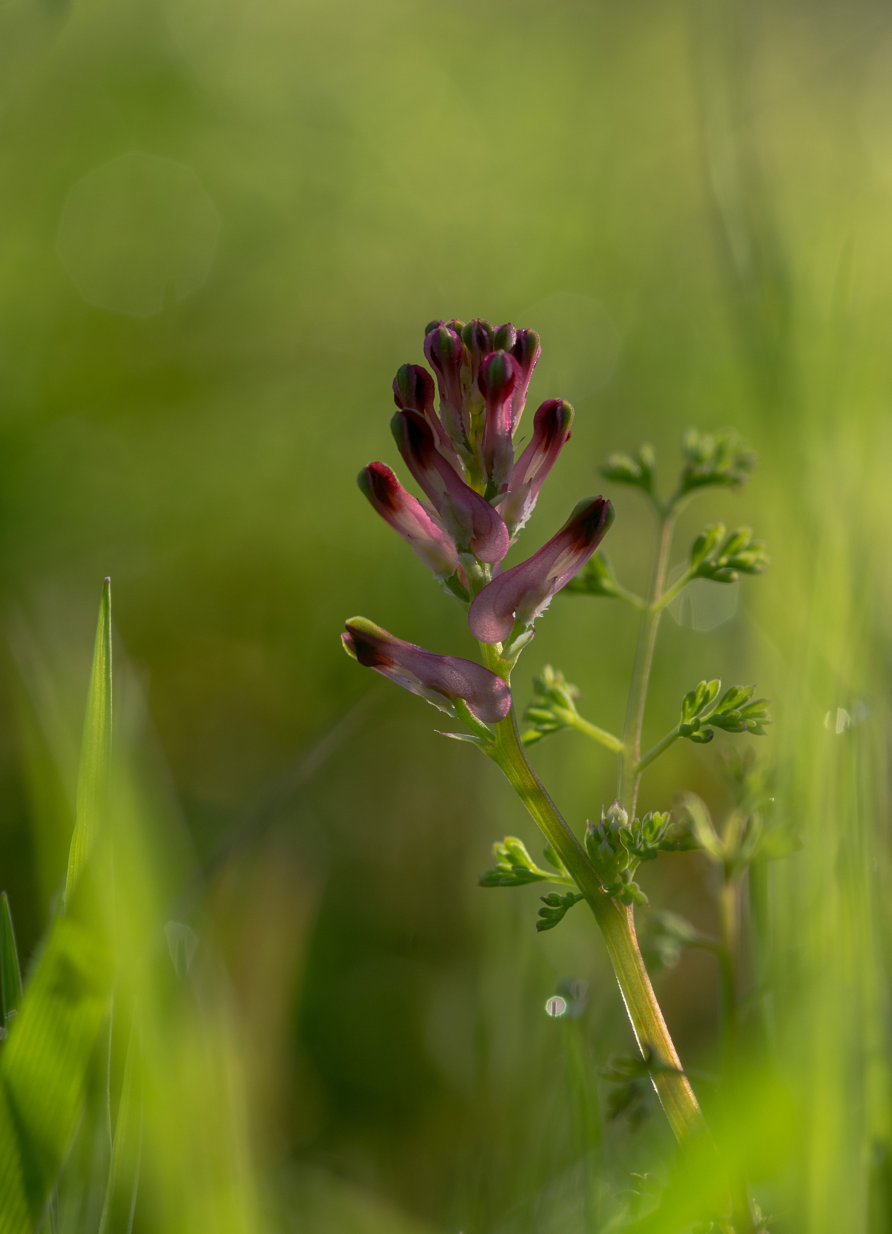 nome sconosciuto help me!