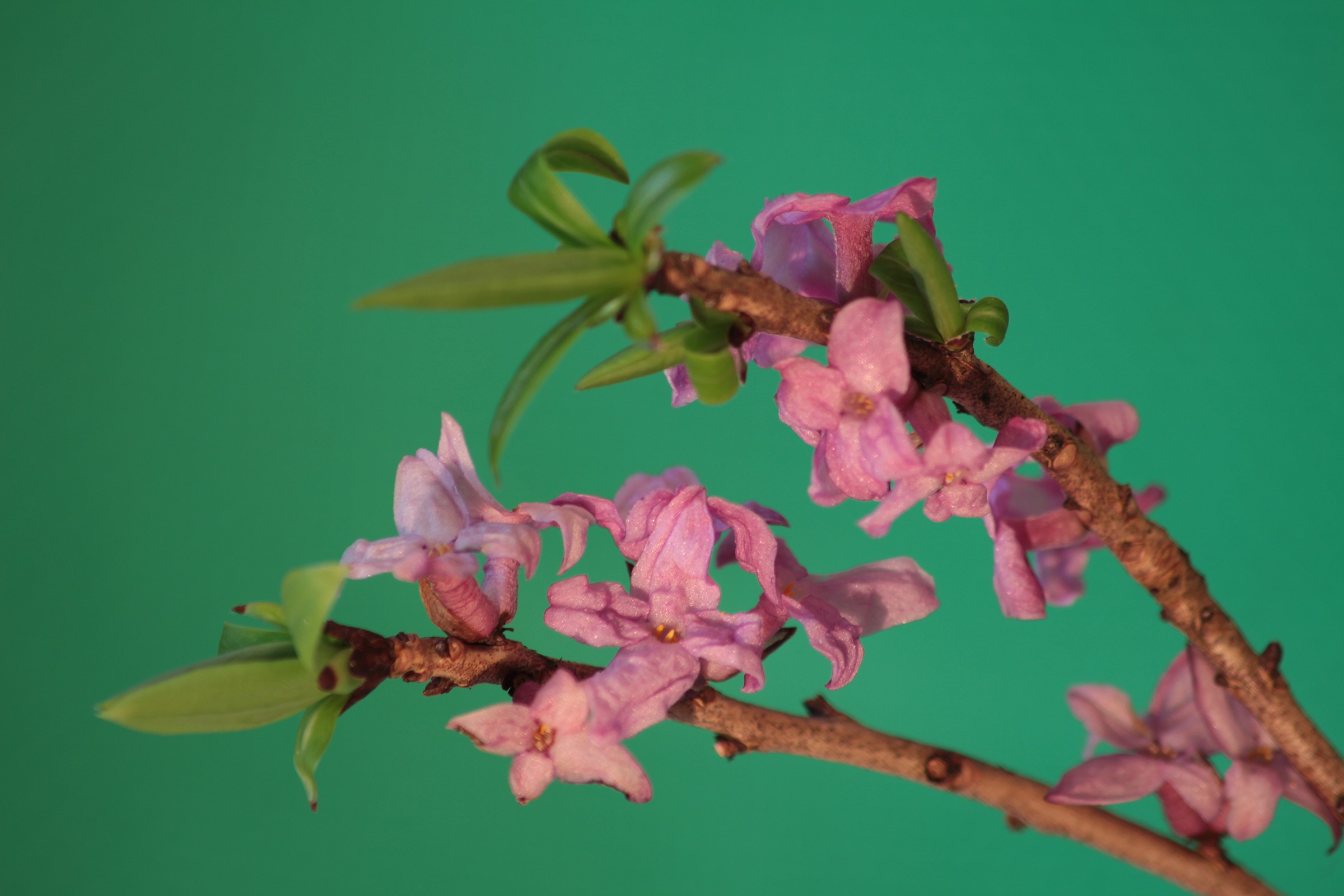 primi fiori del bosco