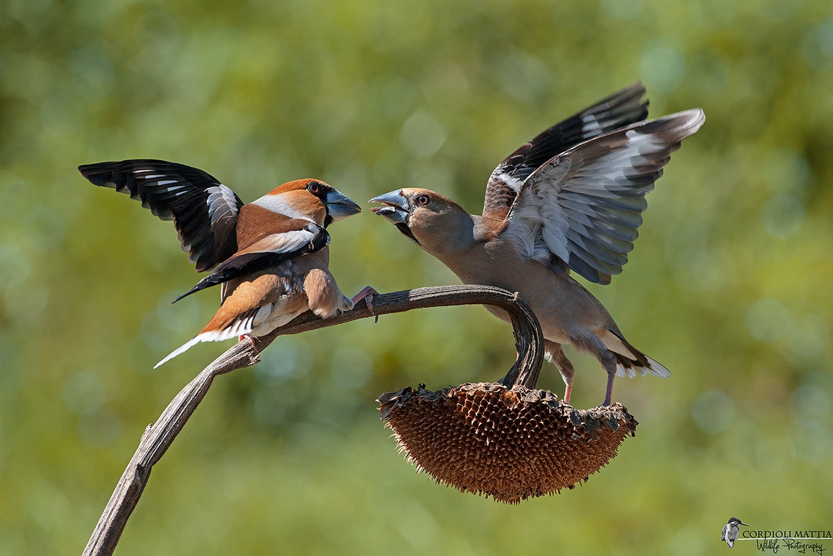 Squabbles of love ...