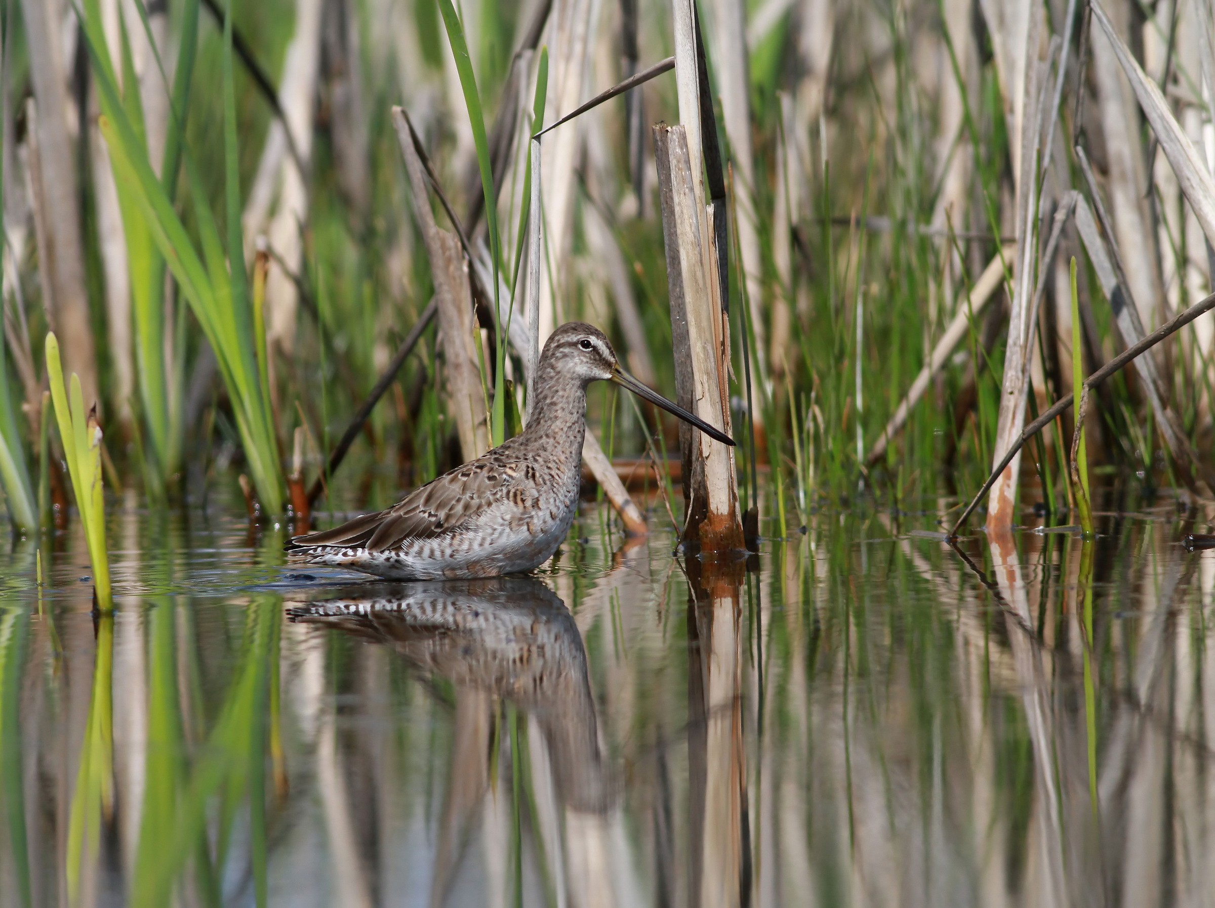 Hidding in Plain Sight