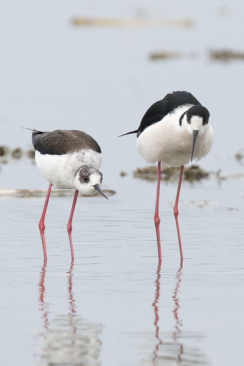 Cavaliere d'Italia corteggiamento 1