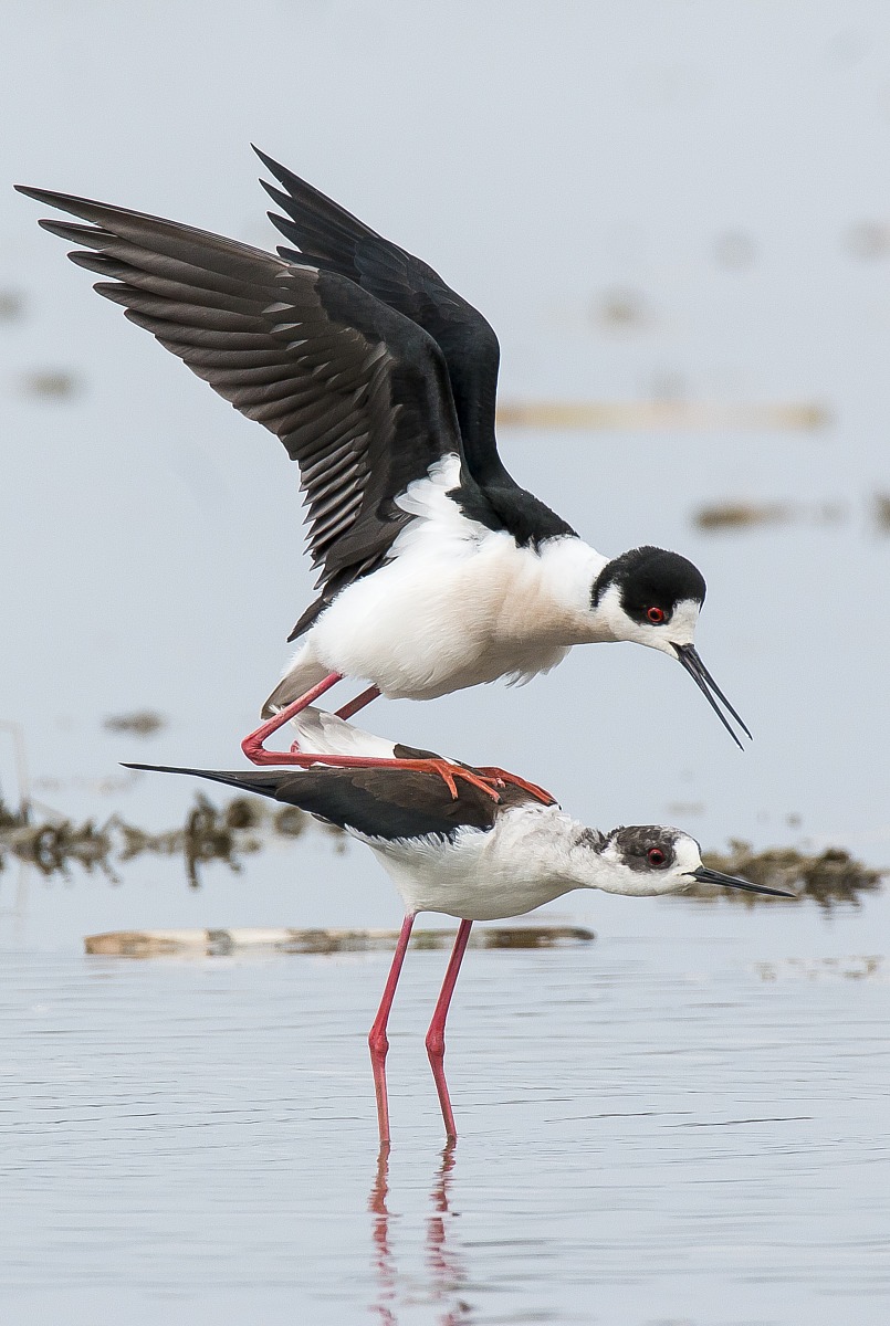 Cavaliere d'Italia corteggiamento 3