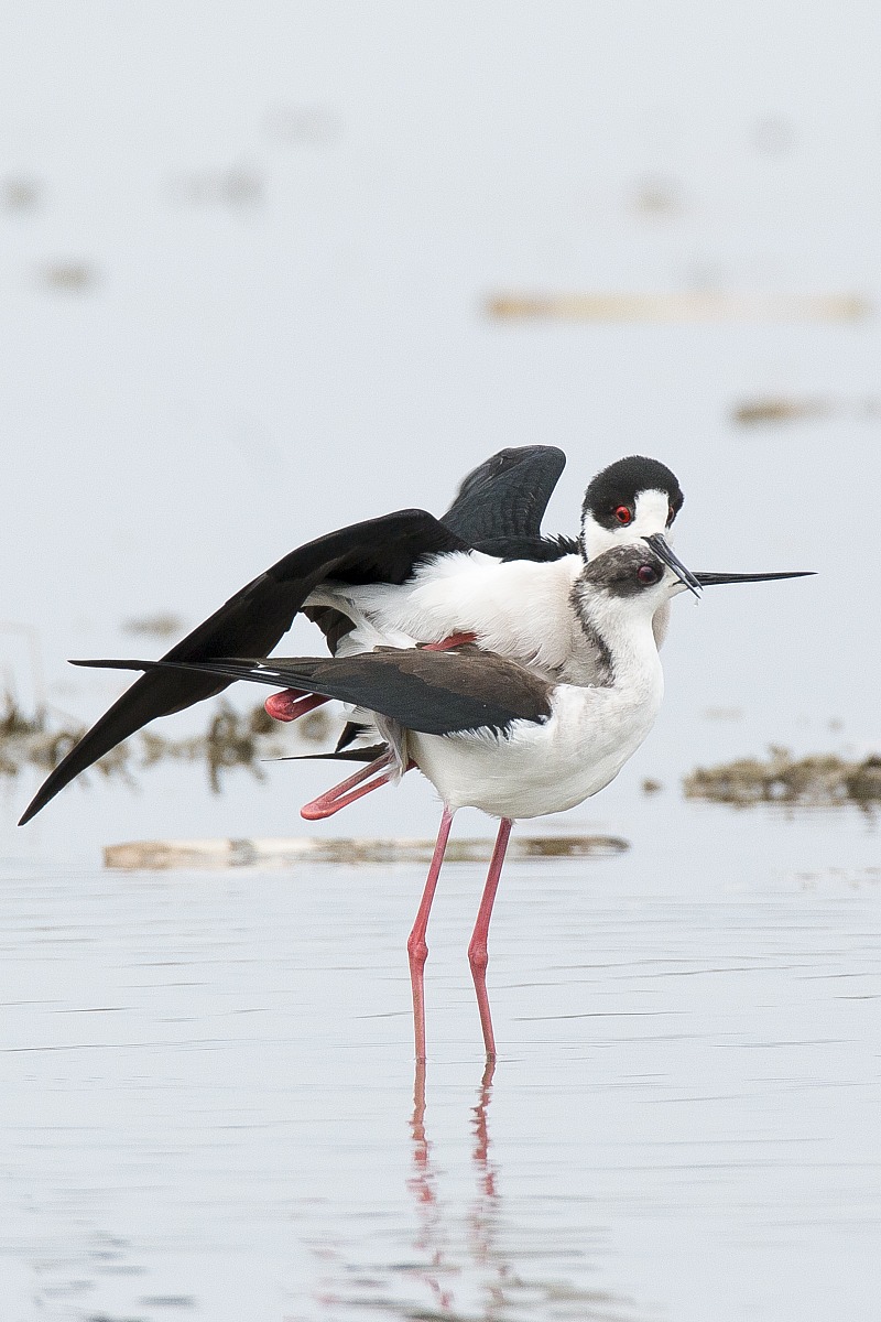 Cavaliere d'Italia corteggiamento 4