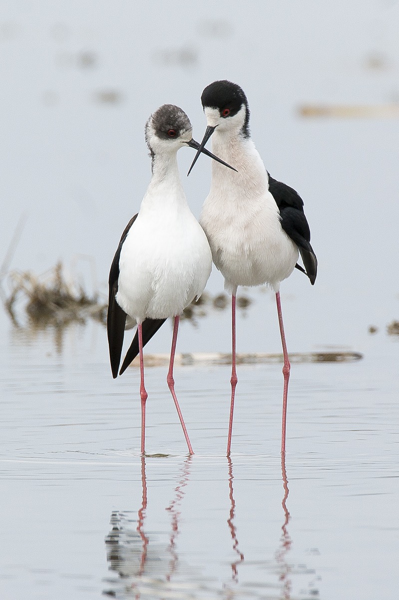 Cavaliere d'Italia corteggiamento 6