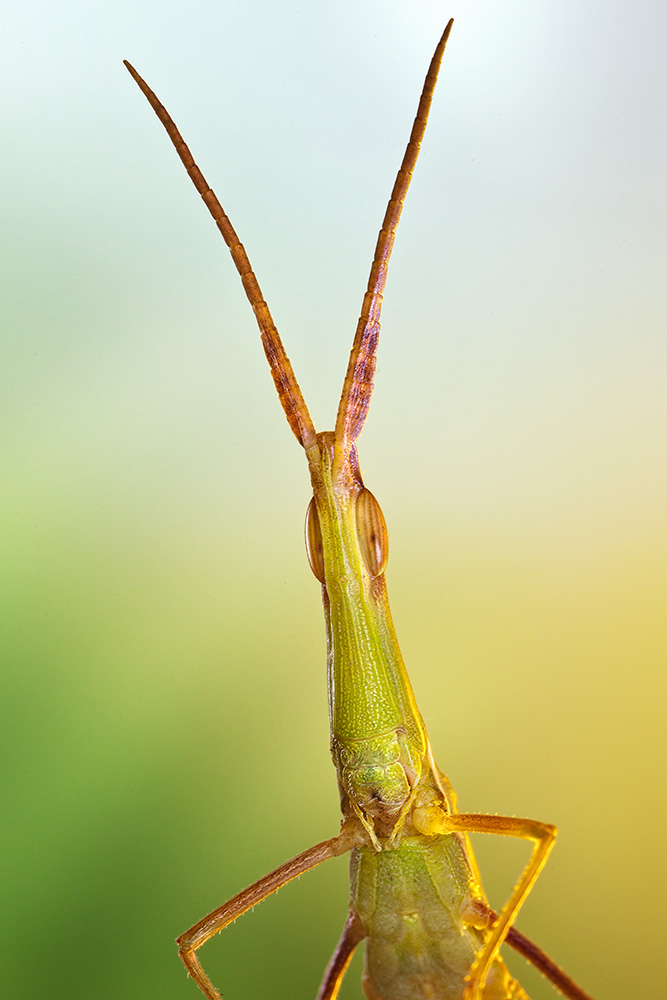 Acrida ungarica mediterranea