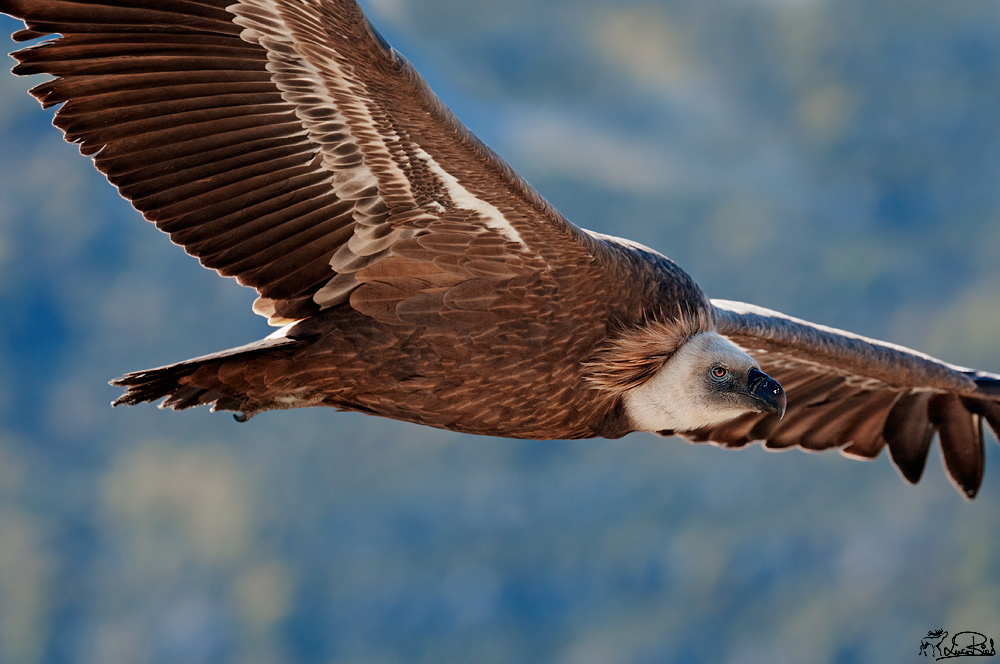 Griffon - Griffon vulture