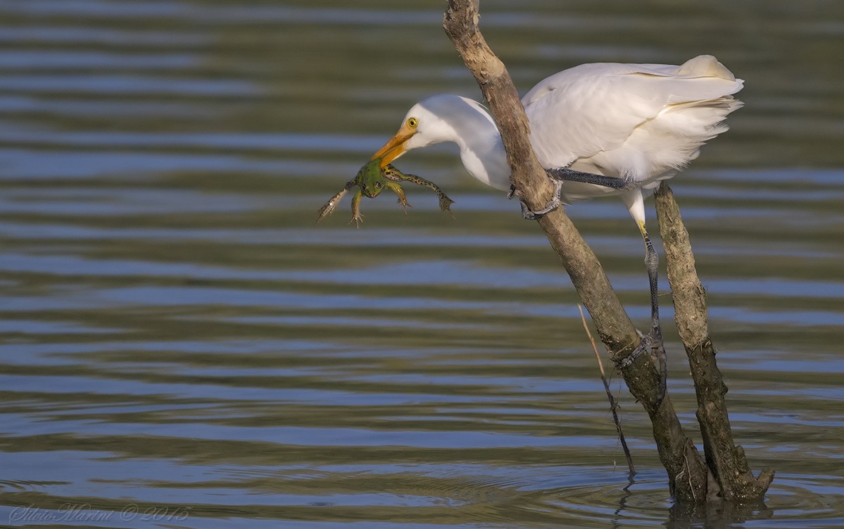 Airone guardabuoi (Bubulcus ibis) con rana.
