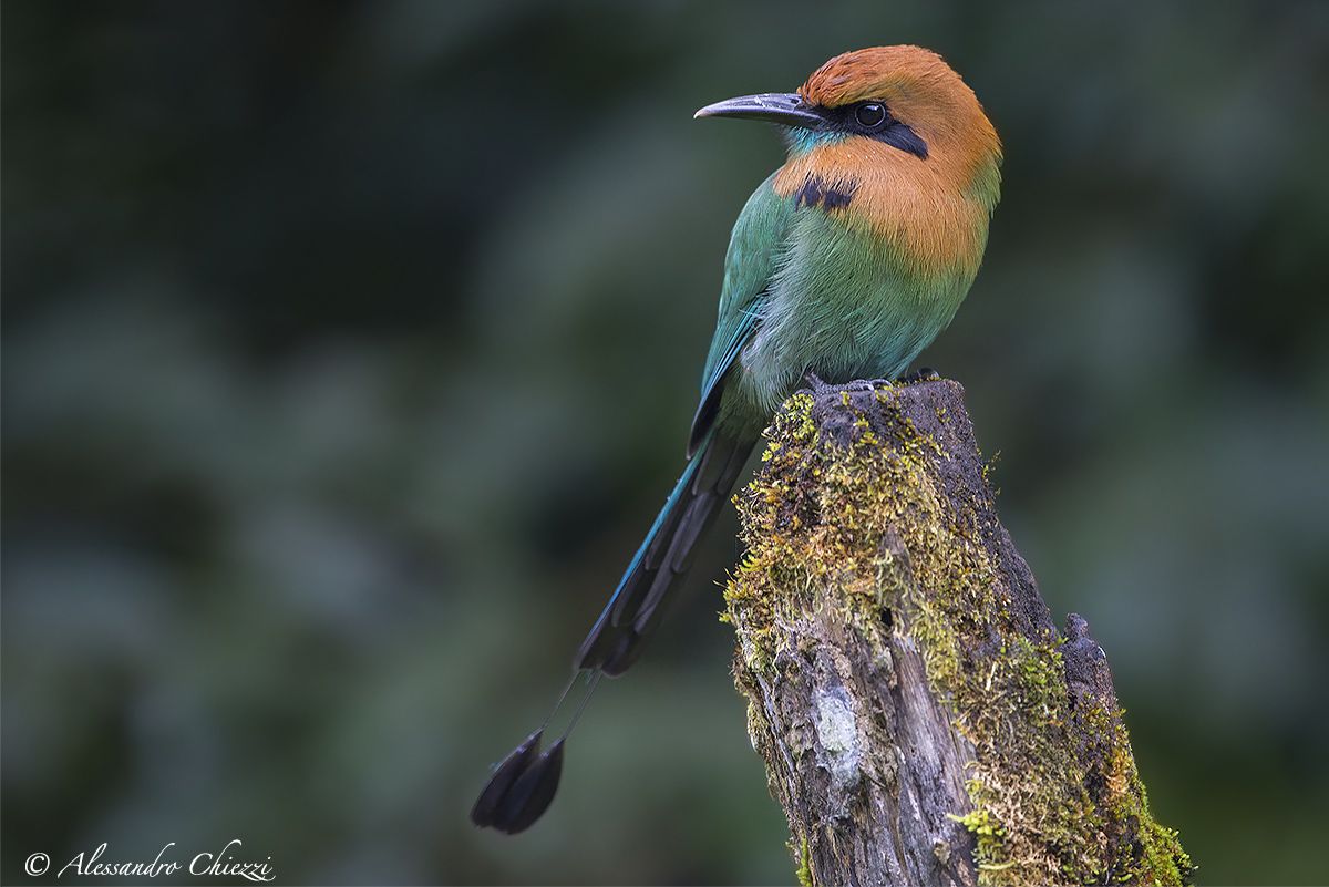 Broad-billed mot mot