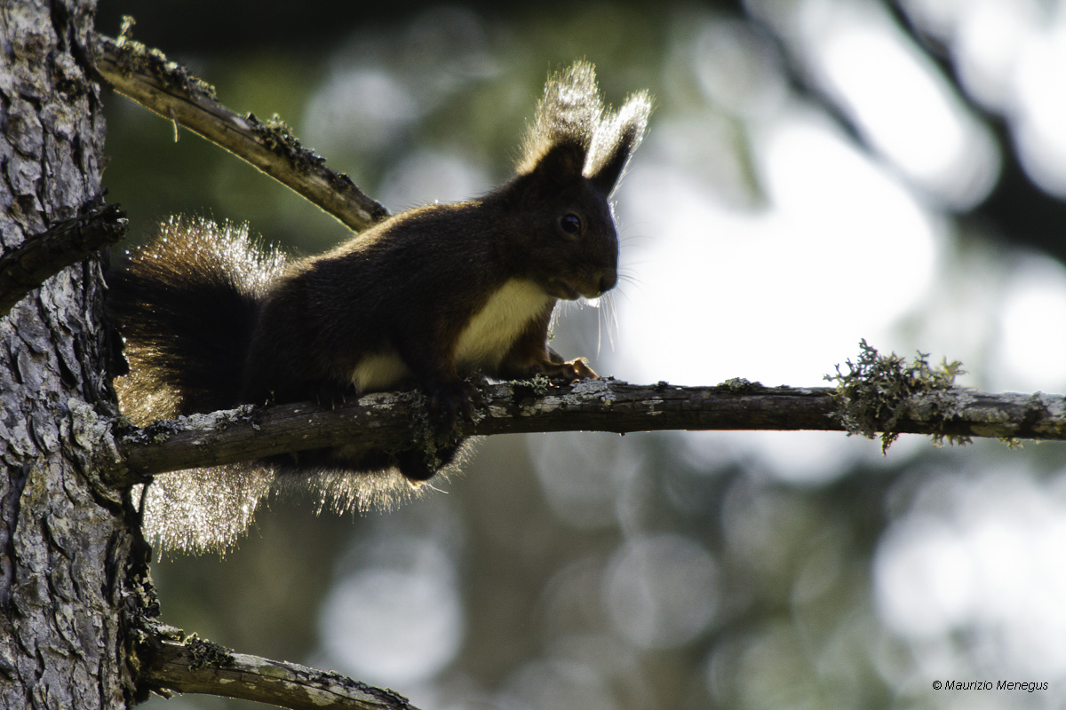 Scoiattolo in controluce