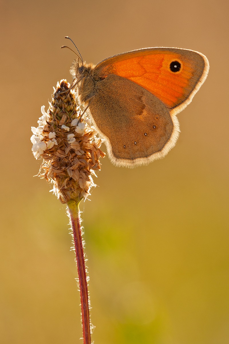 Coenonympha pamphilus