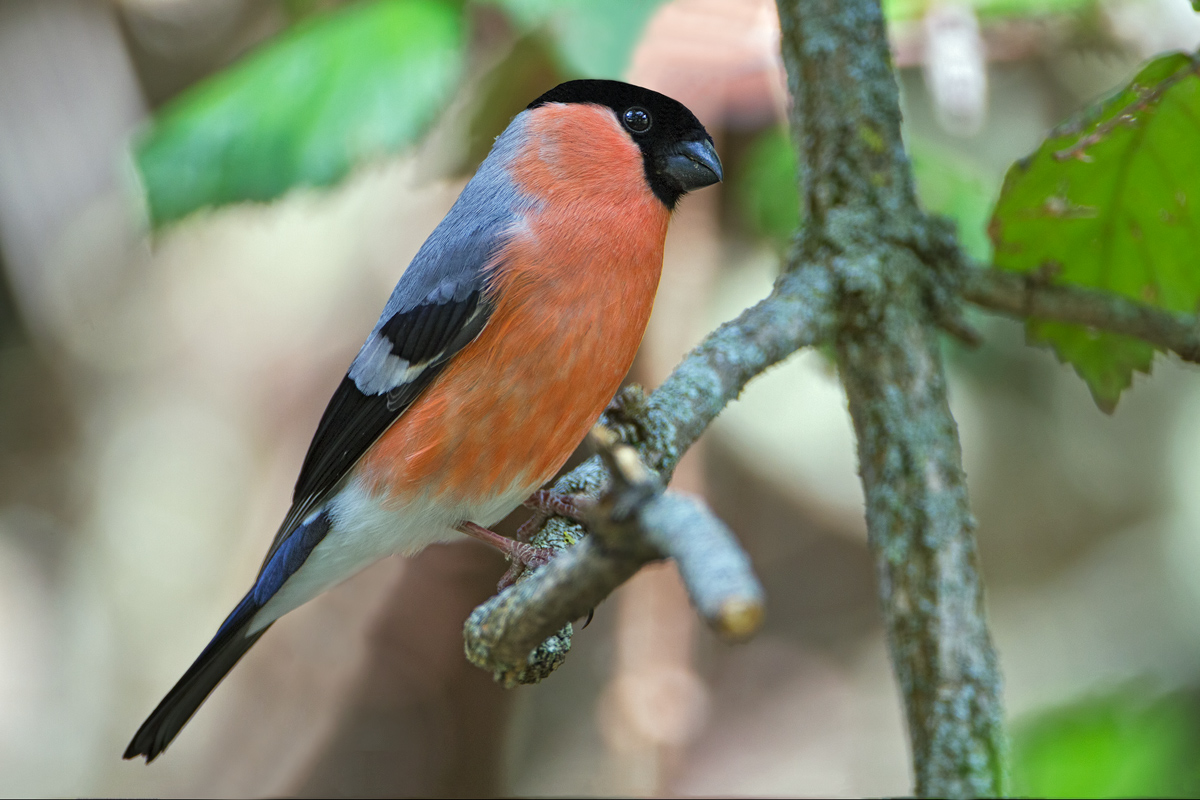 Bullfinch