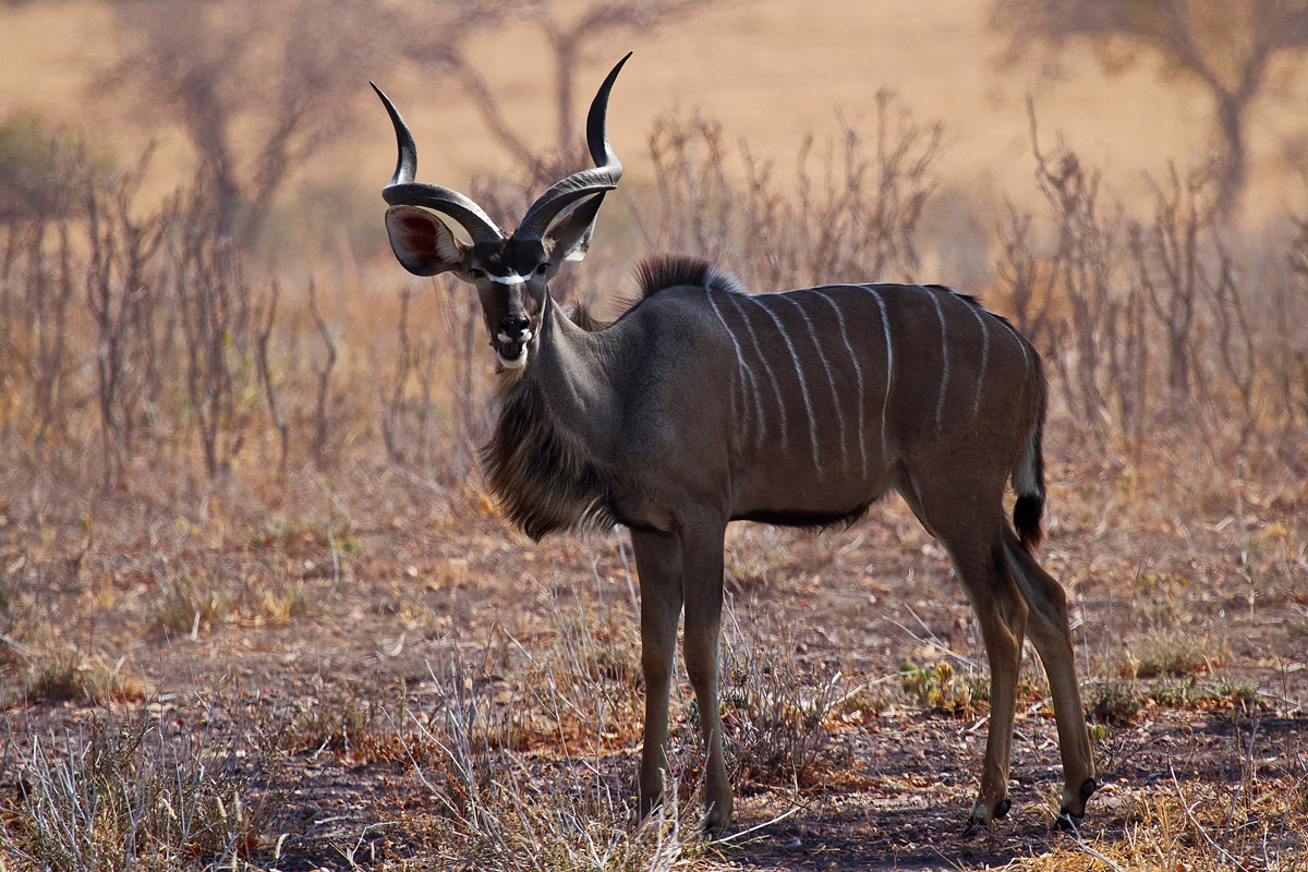 Kudu