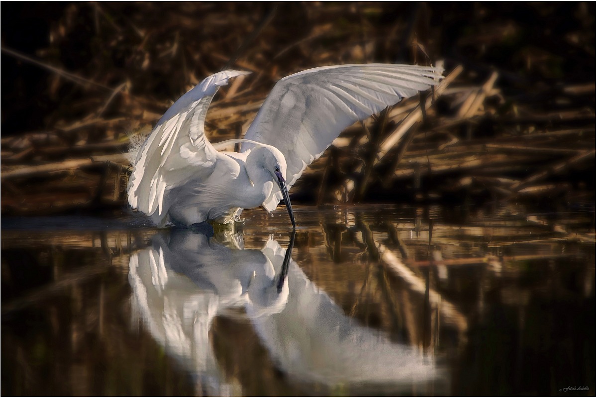 egret
