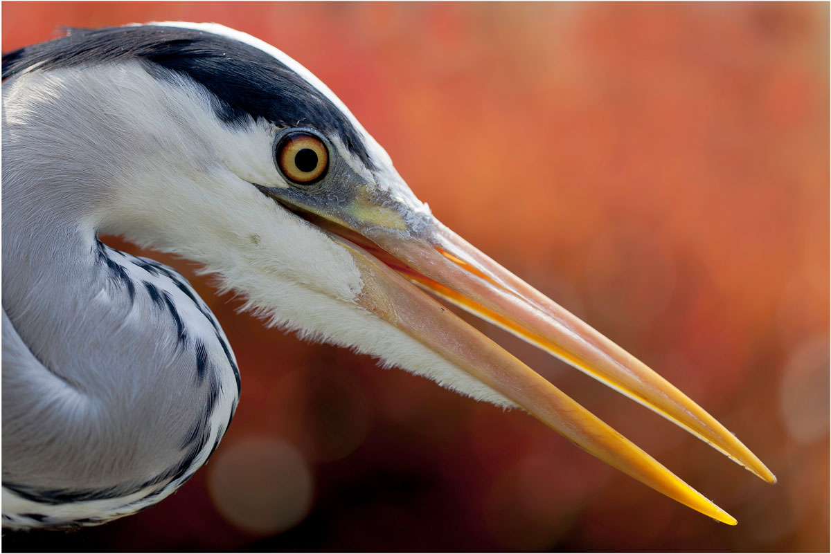 Grey Heron