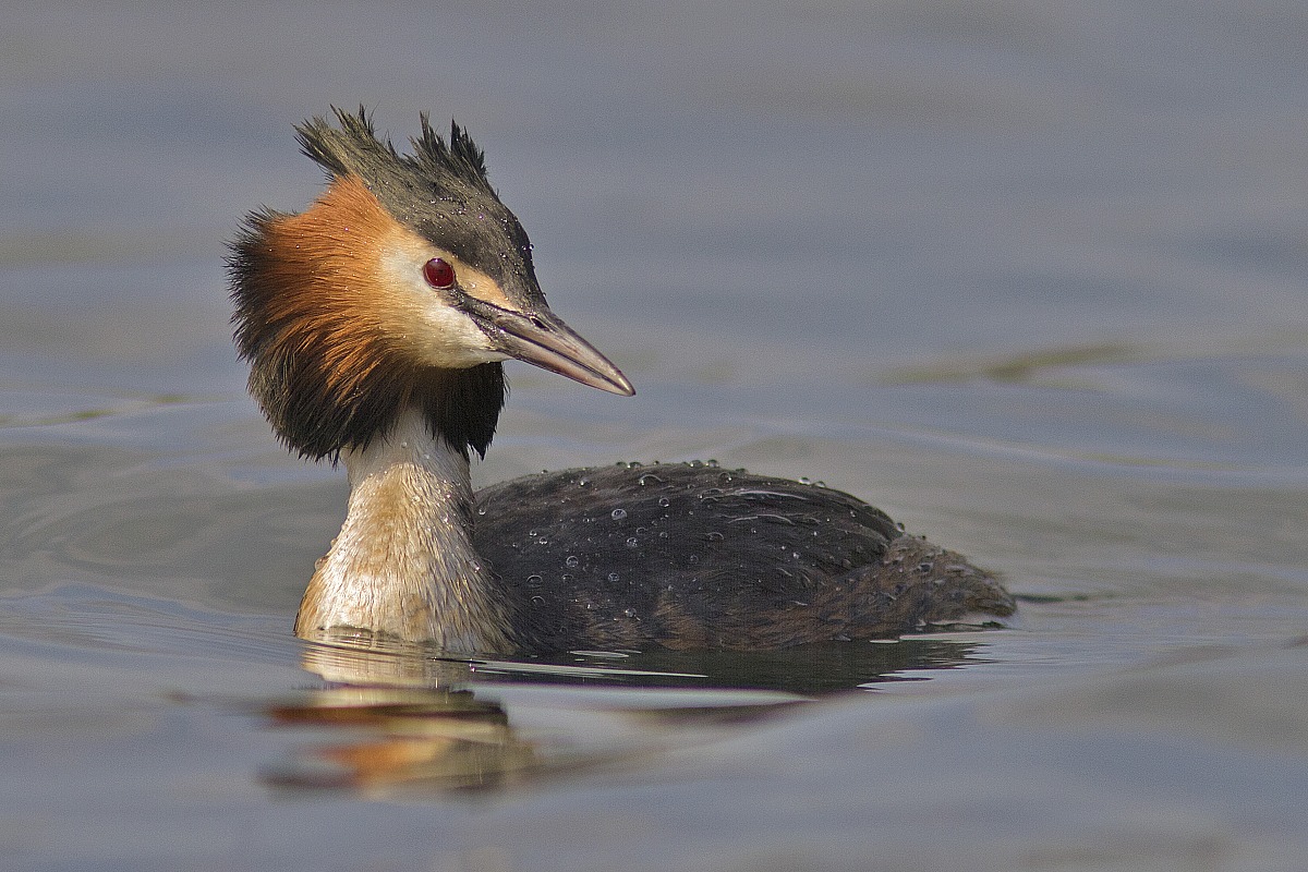 Great Crested Grebe