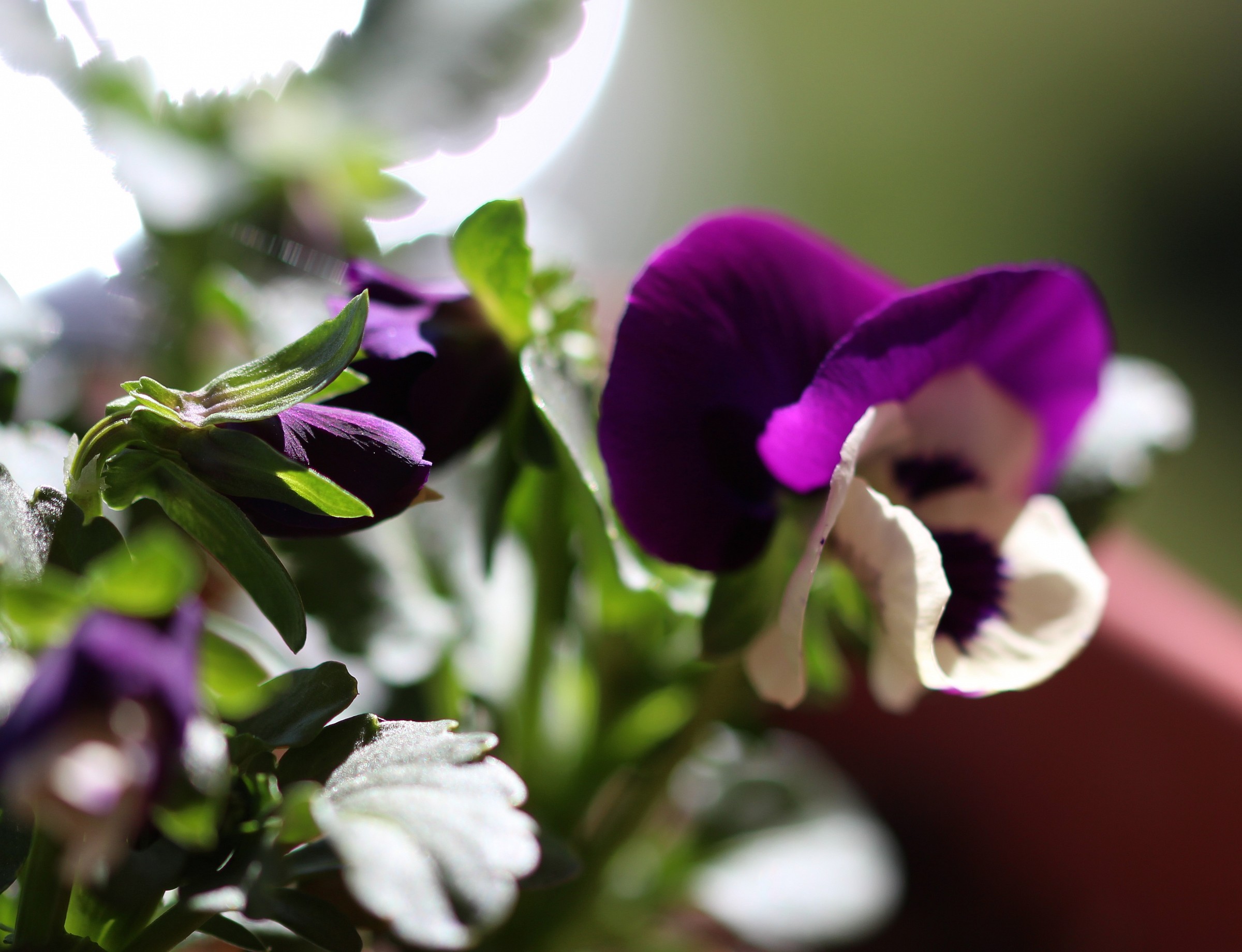 that beautiful panze you keep ...