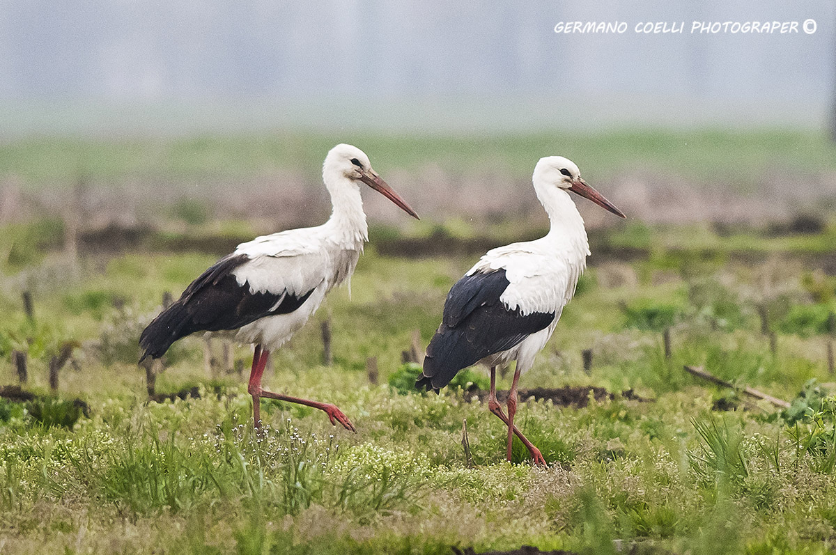 twin storks