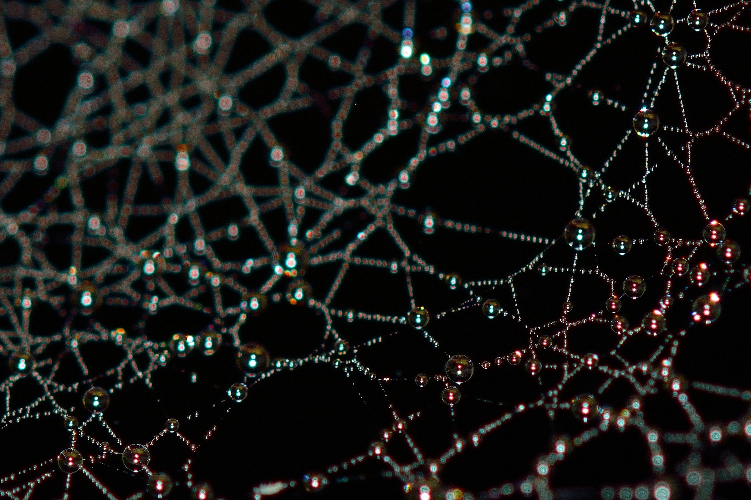 Cobweb in the woods ...