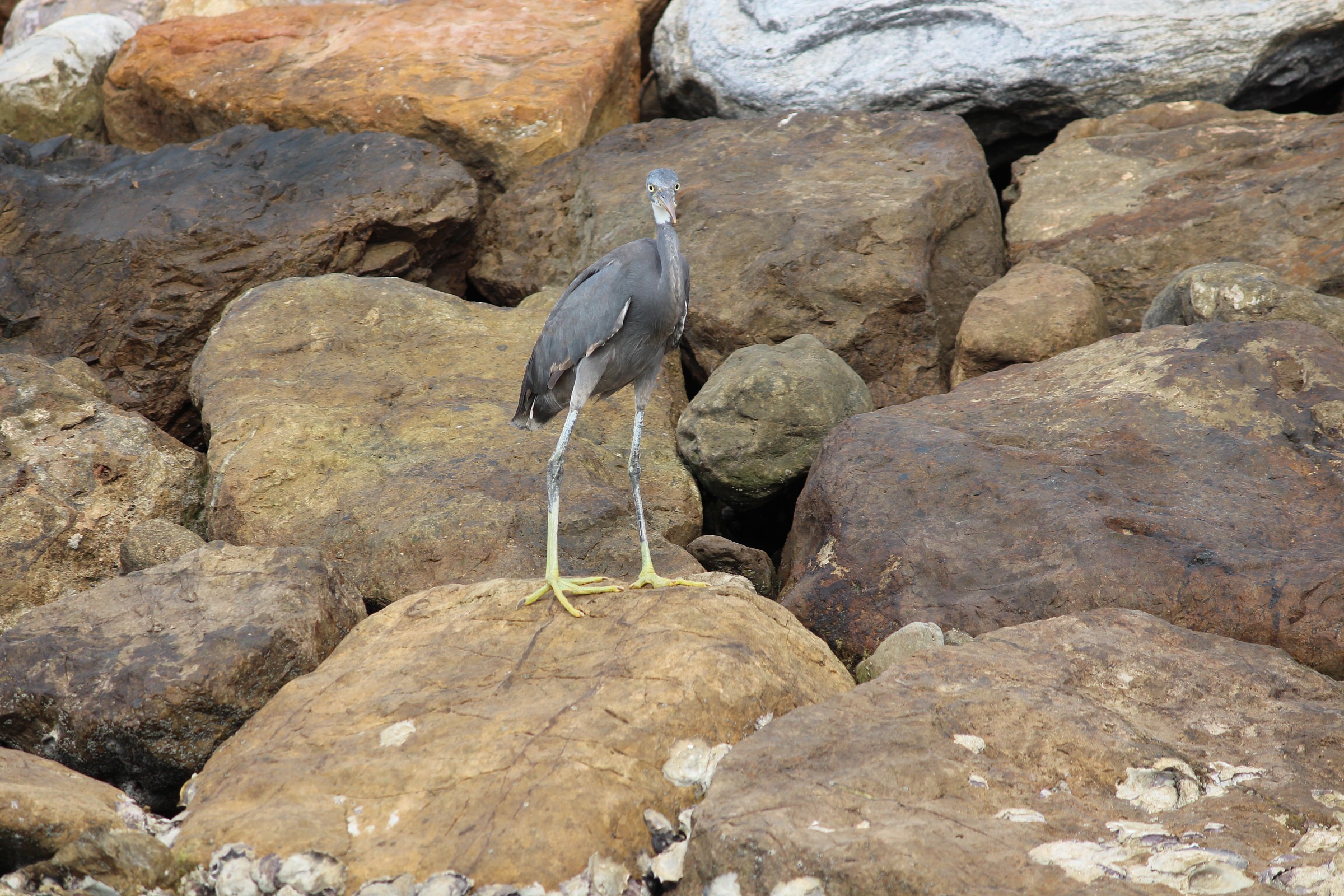 gray heron