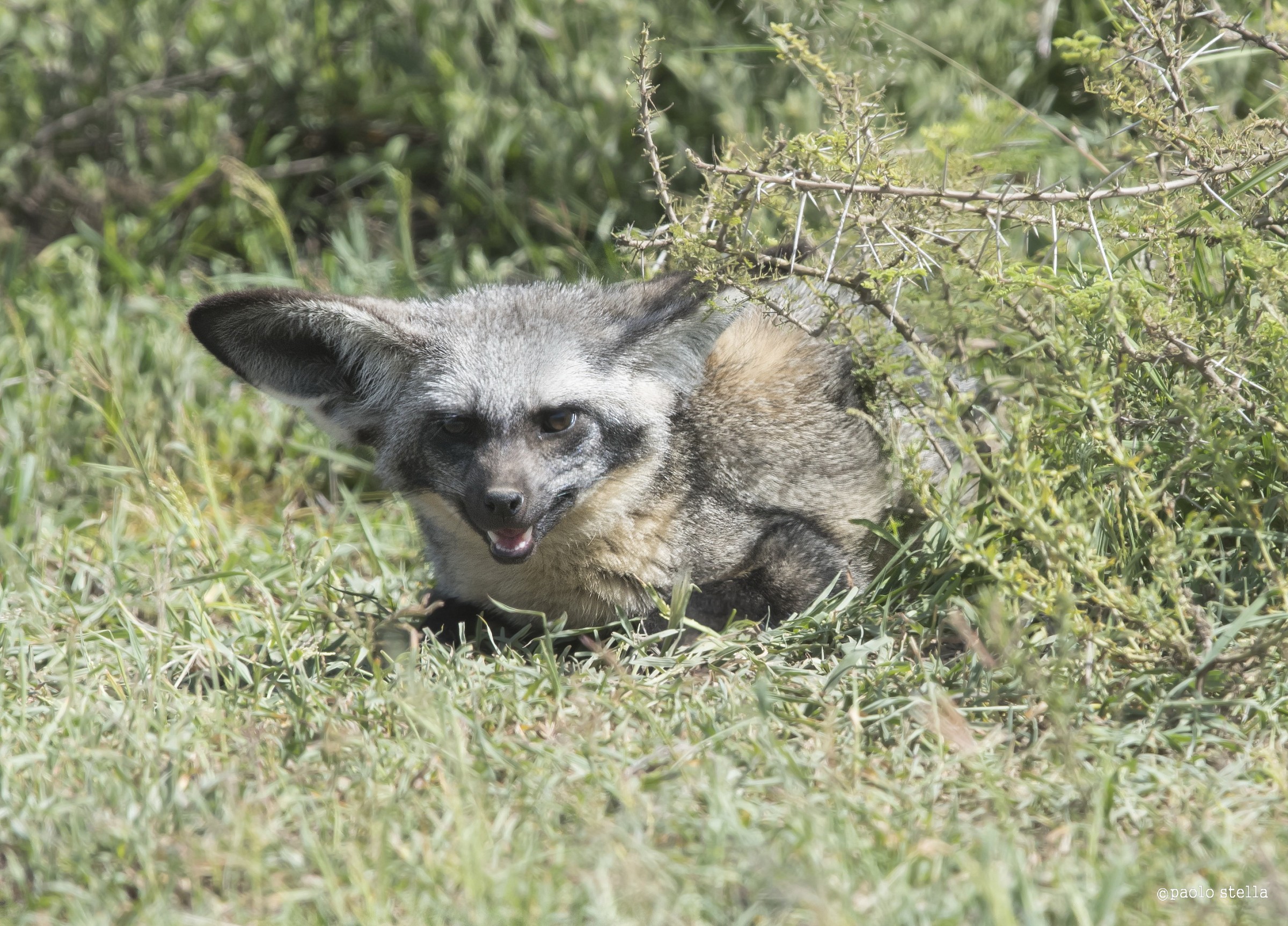 bat eared fox