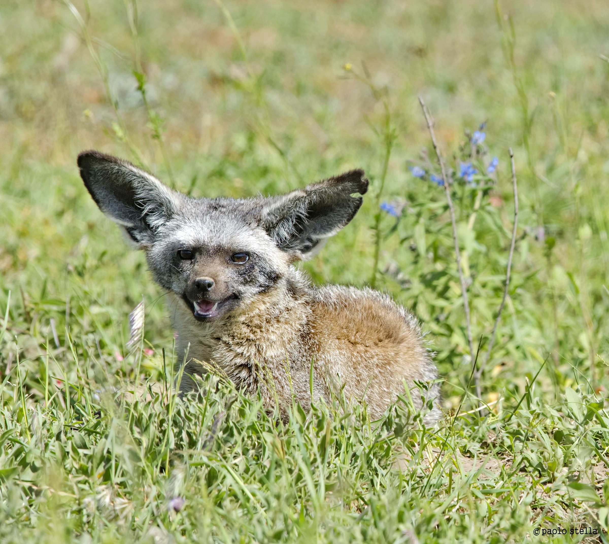 bat eared fox cub