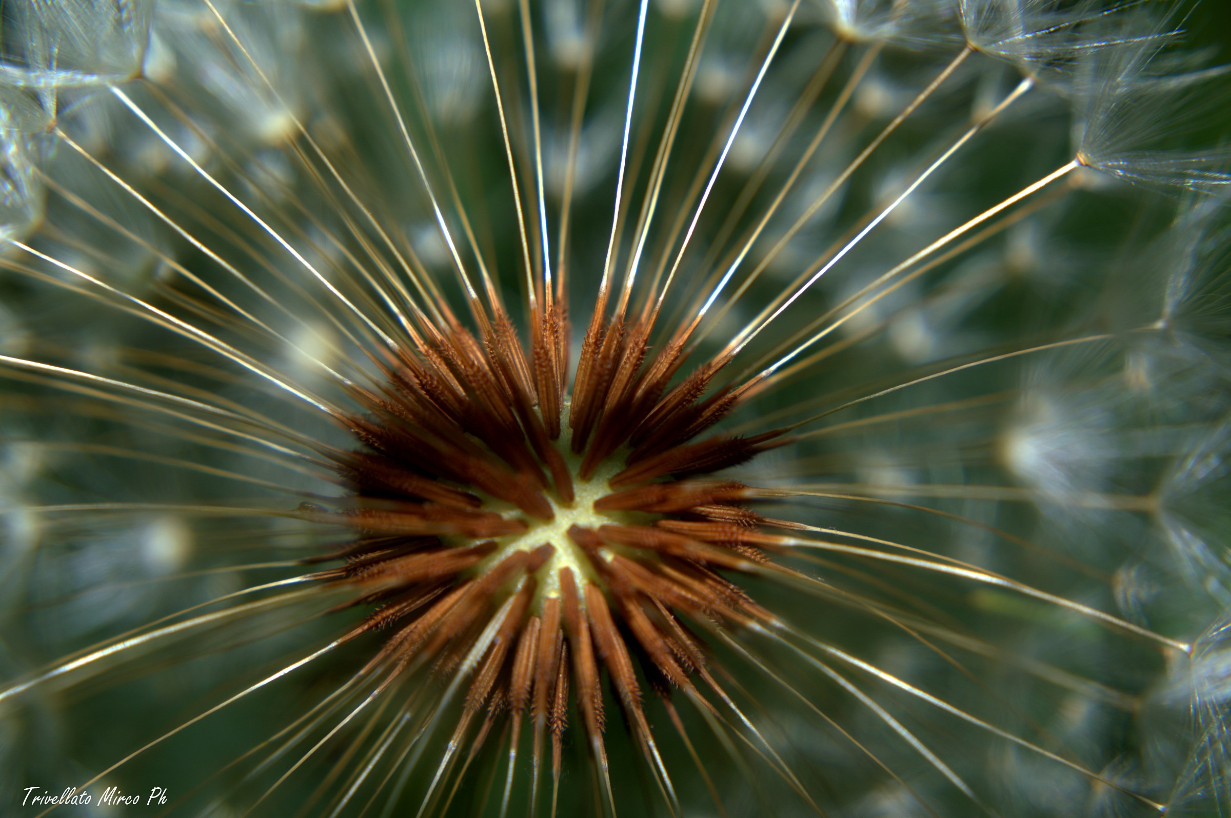 I raggi di un fiore...