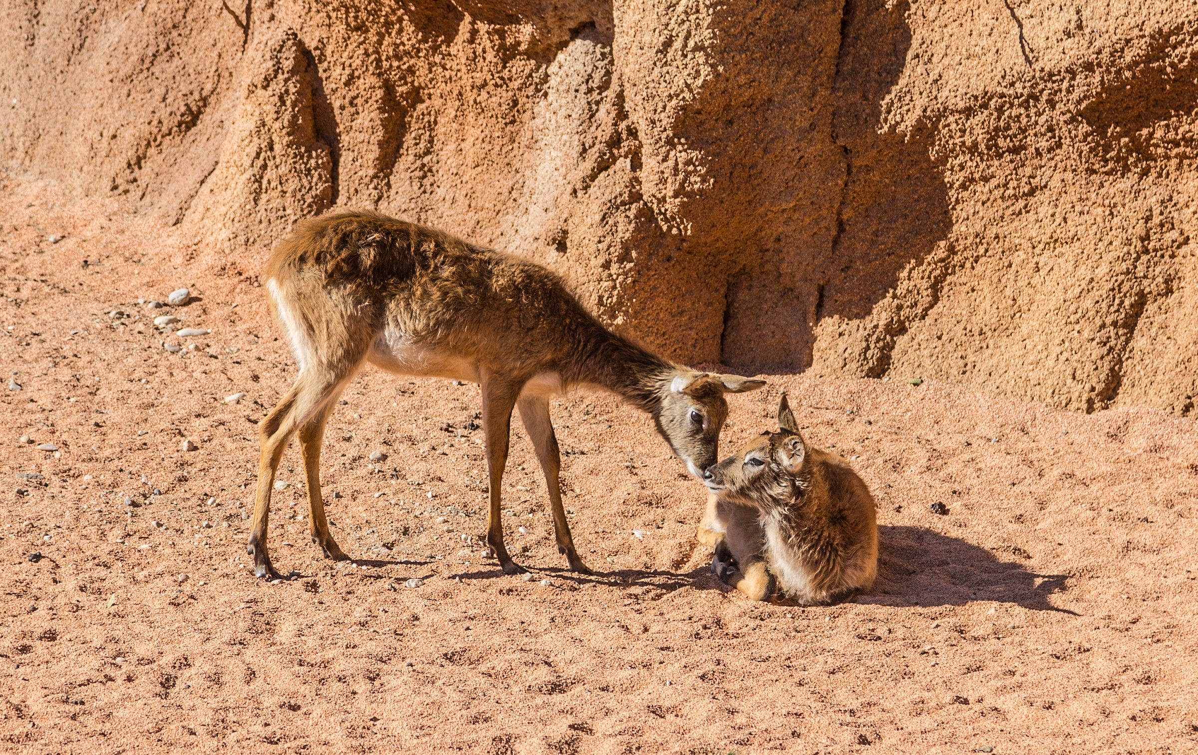 Fauna park Le Cornelle Bergamo