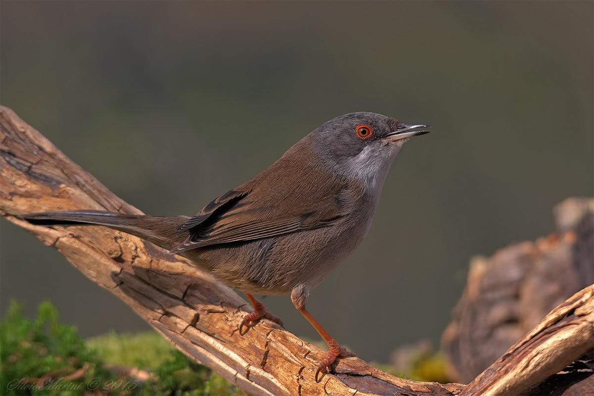Occhiocotto (Sylvia melanocephala) femmina